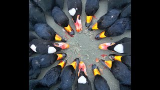 Sea Duck hunting for decoying trophy Scoters amp Eiders seaduckhunting duck hunting [upl. by Lebiram]