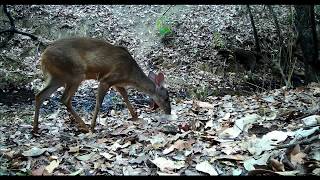 Animais silvestres filmados nas trilhas [upl. by Madriene]