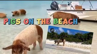 Pigs on the Beach swimming [upl. by Annay692]