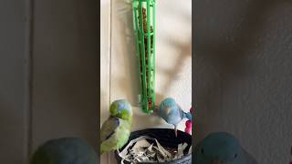 Jay  Parrotlets skill eating 🦜🤣parrotlets forpus birds [upl. by Auos]