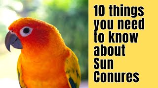 10 Things you NEED to know about SUN CONURES [upl. by Spiers]