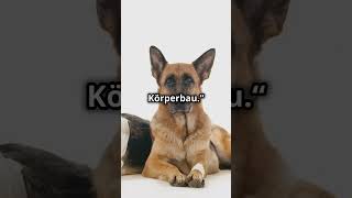 Malinois vs Deutscher Schäferhund🔥 [upl. by Nalyorf]