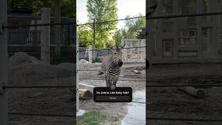 Zebra Test love animals zoo [upl. by Gerbold]