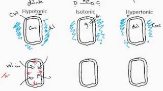 Plant cell  Notes  structure and Function  Basic Science Series [upl. by Amorette841]