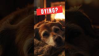 Signs That Your Dog Is Dying [upl. by Ozzie483]