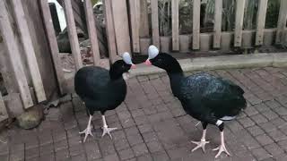 Two Northern helmeted curassow [upl. by Malvin345]