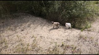 White amp Blue Point Siamese Cats runwalk through a desertlike area offleash [upl. by Shaver]