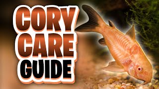 Corydoras Care Guide Feeding Water Parameters Tank Setup Tank Size Tank Mates Breeding [upl. by Omrellig]