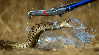 Puff Adder Attack in Slow Motion  Deadly 60 Series 3  BBC Earth [upl. by Mathis426]