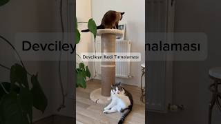 Devcileyn Kedi Tırmalaması [upl. by Releehw]