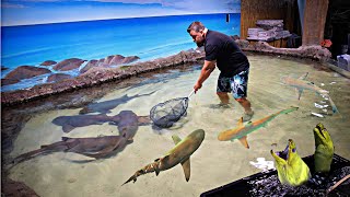 SAVING SHARKS From a Closed Down Aquarium [upl. by Jala]