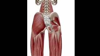 ANATOMIE FMPM MYOLOGIE DE LA HANCHE [upl. by Kera]