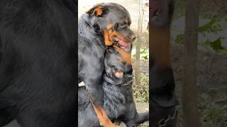 Dora with Brownie 😍😇 rottweiler trending doglover [upl. by Shreve]