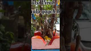 Tulsi vivah preparation 🙏lagnala yaycha ha tulsivivah weddingphotography weddingvideo [upl. by Aisak]