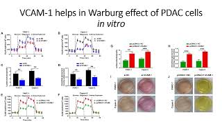 VCAM1 modulates Warburg effect of PDAC cells in vitro Code 668 [upl. by Ecirehs]