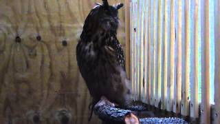 Eurasian Eagle Owl Hooting [upl. by Anitsyrhk420]