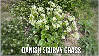 Danish Scurvy Grass Cochlearia danica [upl. by Hurwitz]