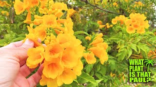 My Tecoma stans is in BLOOM  STUNNING Yellow FLOWERS  Interesting SEEDS [upl. by Harras]