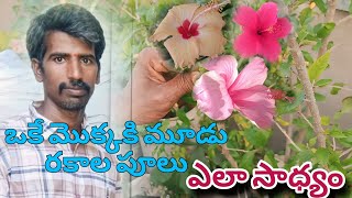 ఒకే మొక్కకి మూడు రకాల పూలు  How to Grafting Multiple colour hibiscuses flower in one plant [upl. by Ellehcsar]