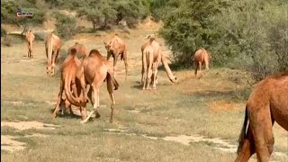 Camels group eating dry grosswildanimals lifeofcamelthardesert [upl. by Onimod14]