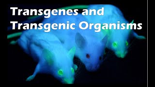 Trangenes and Transgenic Organisms [upl. by Wootan]