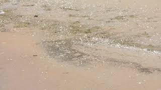 Piping Plover chick 5 [upl. by Scherle220]