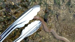 Nereis virens polychaeta live langsung dari habitatnya [upl. by Gabriela]