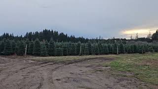 Christmas tree farm part 3 [upl. by Bigford]