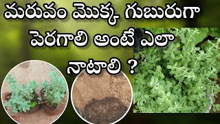 మరువం గుబురుగా పెరగాలి అంటే ఇలా నాటండి  tips to grow maruvam bushy [upl. by Anett394]