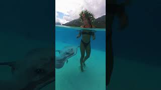 Swimming with Sharks and Stingrays in Moorea French Polynesia 🇵🇫 [upl. by Deeyn]