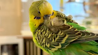 Kiwi the parakeet talks chatters sleeps and then preens [upl. by Nodyroc]