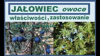 Jałowiec pospolity  zastosowanie właściwości zdrowotne [upl. by Nylrahc]