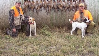 South Dakota Pheasant Hunting with Whiteoak Outfitters [upl. by Amil887]