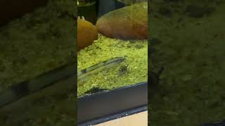 Watch The Thermometer Knife Fish In Action [upl. by Ahtanaram23]