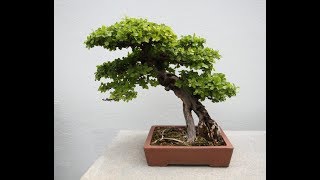 Bonsai sageretia [upl. by Ruvolo]