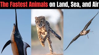 The Fastest Animals on Land Sea and Air [upl. by Ximenes]