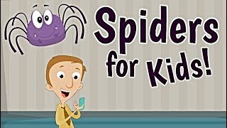 Spiders for Kids [upl. by Chansoo]