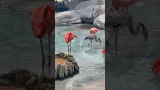 FLAMINGO [upl. by Kilroy732]