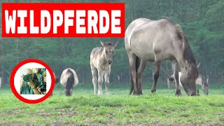 Wildpferde Dülmen  Wildpferde im Merfelder Bruch [upl. by Bosson348]