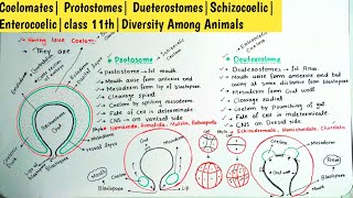 Coelomates Protostomes DueterostomesSchizocoelic Enterocoelicclass 11thDiversity Among Animals [upl. by Alliuqal]