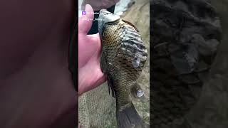 Это как произошло 😳 fishing carp carpfishing рыбалка2024 carpfishinglife рек fish carps рыб [upl. by Stefania]