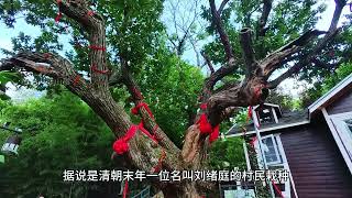 泰安一日游必去景点？推荐“挑山工村”，一个栖息心灵的世外桃源 [upl. by Beka270]