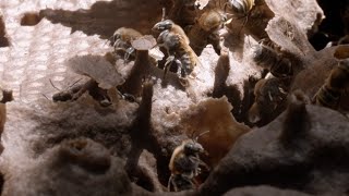 Preserving the MayanEra Melipona Bee [upl. by Deming]