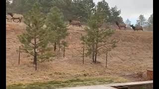 Elk Stampede by House in Castle Rock [upl. by Noirda]