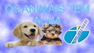 OS ANIMAIS TEM ALMA ELES TEM ESPIRITOS [upl. by Wenda]