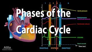 The Cardiac Cycle Animation [upl. by Ubana525]