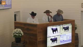 Double Barrell Angus College Grove TNSep28140433mp4 [upl. by Ahsiuqel]