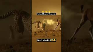 Animal Funny Moments 😅 Shorts viralvideo trending ytshorts [upl. by Johen]