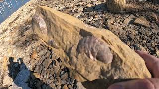 Fossil Hunting at Skiatook Lake Shells and Crinoids found [upl. by Xenophon471]