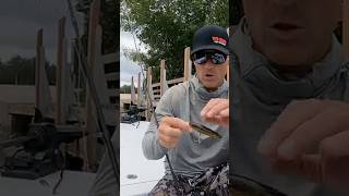 Snook slams the 3D Inshore Pencil [upl. by Winzler]